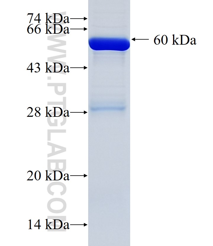 PYROXD1 fusion protein Ag34768 SDS-PAGE