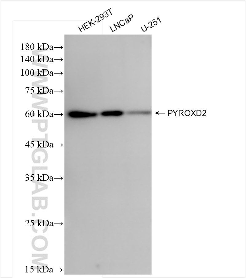 WB analysis using 83954-1-RR