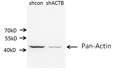 WB analysis of A549 cells using 66009-1-Ig