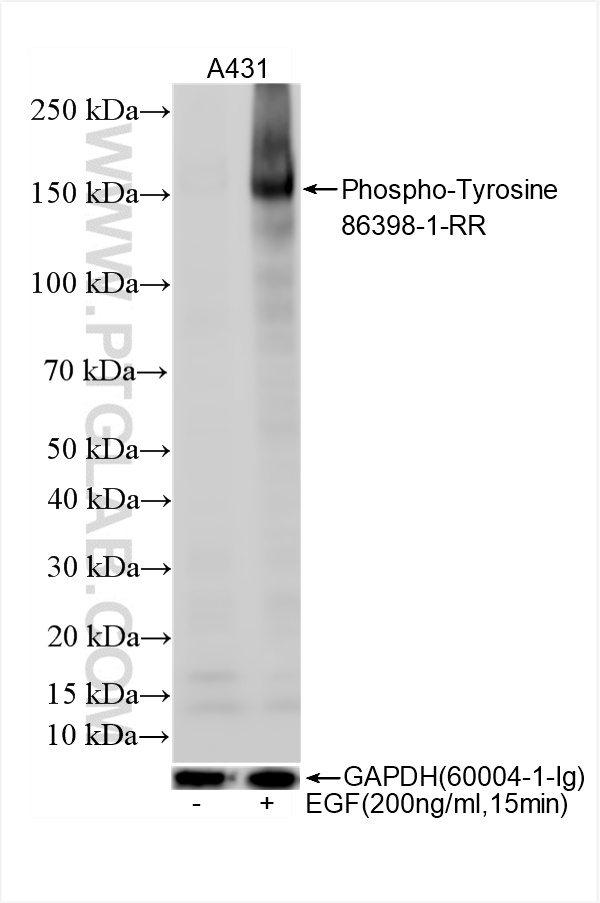 WB analysis using 86398-1-RR