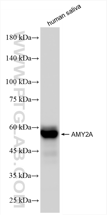 WB analysis of human saliva using 86243-1-RR
