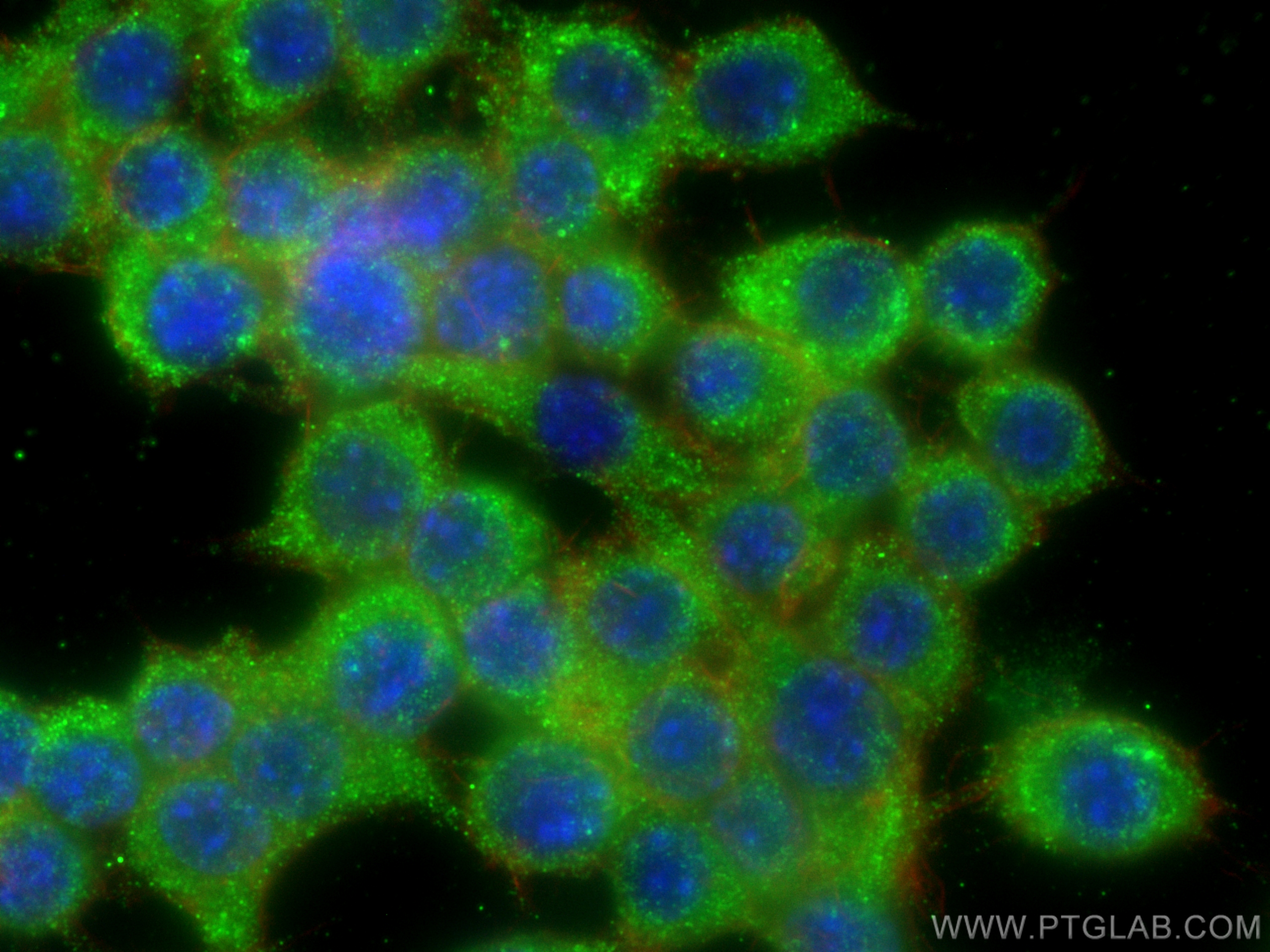 IF Staining of RAW 264.7 using 66674-1-Ig