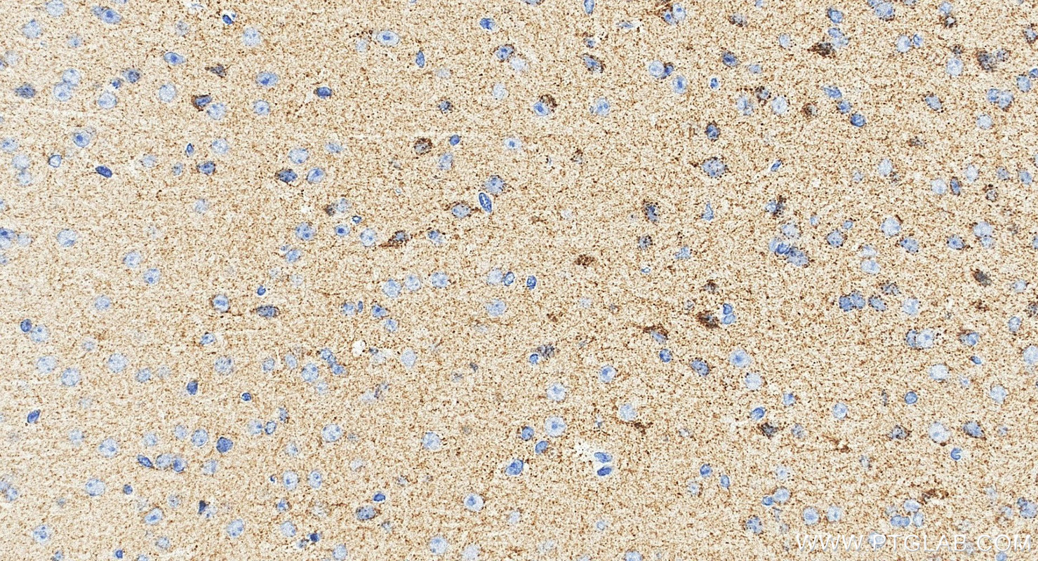 IHC staining of mouse brain using 83224-5-RR IHC staining of mouse brain using 83224-5-RR