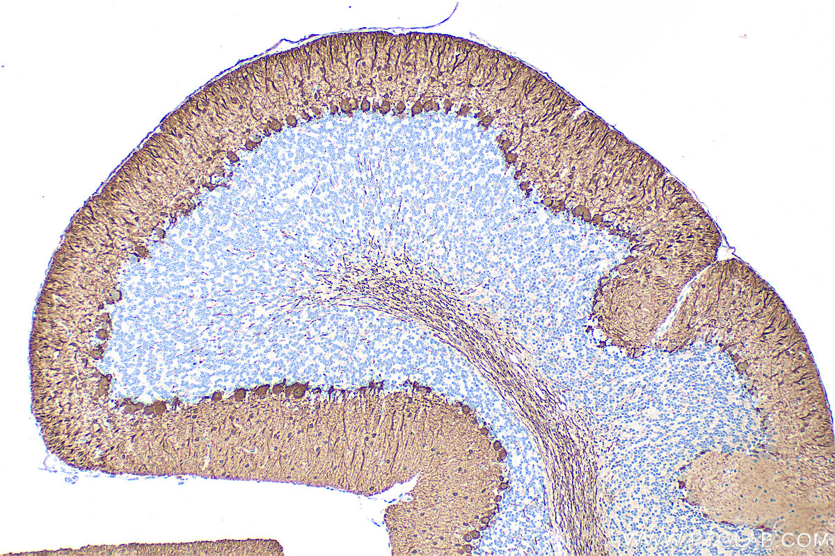 IHC staining of mouse cerebellum using 29312-1-AP