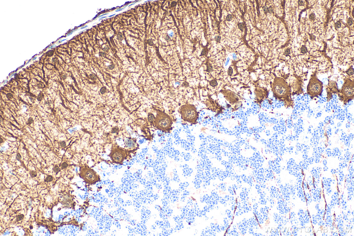 IHC staining of mouse cerebellum using 29312-1-AP