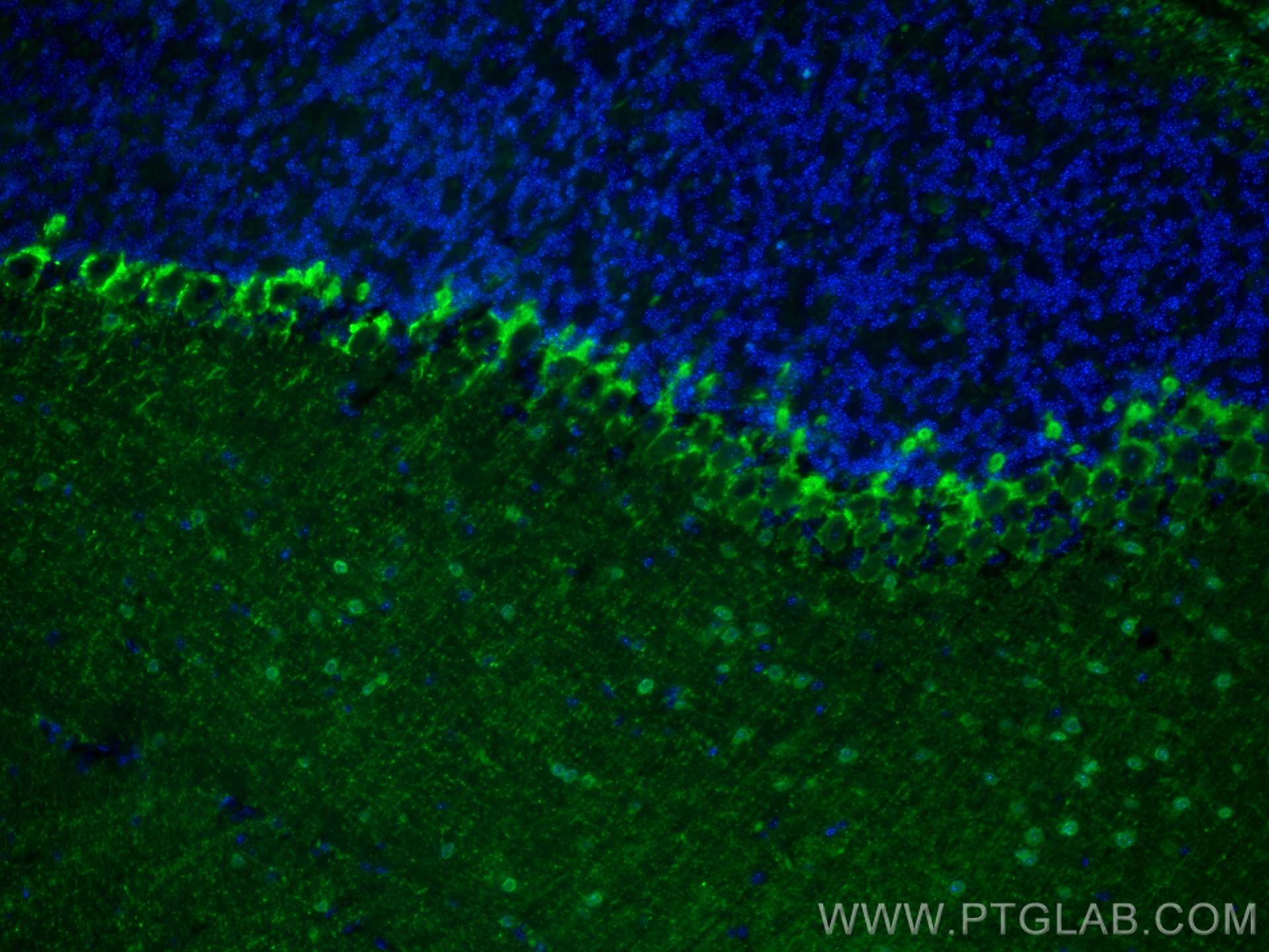 IF Staining of mouse cerebellum using CL488-29312