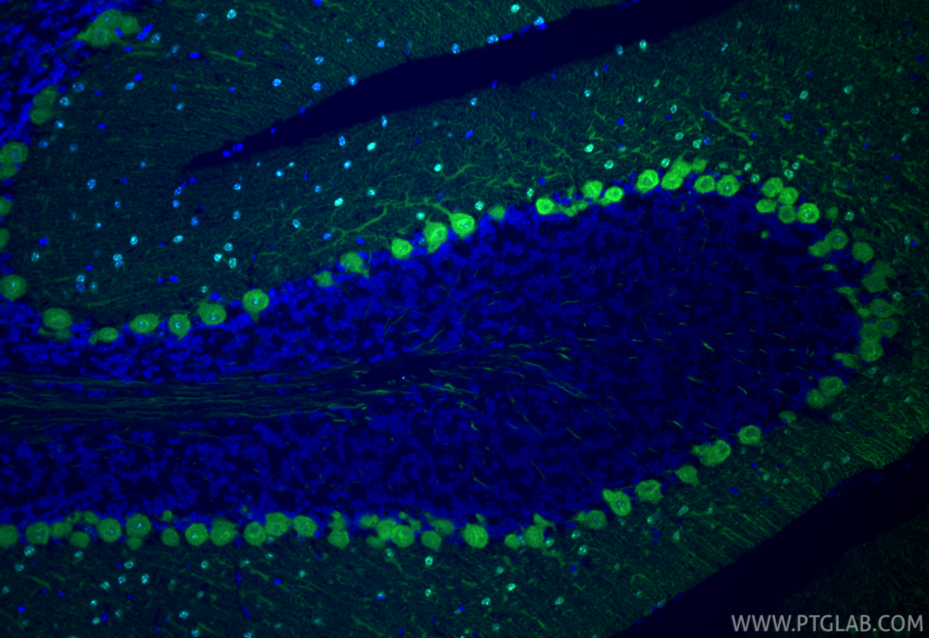 Immunofluorescent analysis of (4% PFA) fixed paraffin-embedded mouse cerebellum tissue using CoraLite® Plus 488 Parvalbumin antibody (CL488-85819-4, Clone: 250158B6 ) at dilution of 1:200. Heat mediated antigen retrieval with Tris-EDTA buffer (pH 9.0). IF Staining of mouse cerebellum using CL488-85819-4