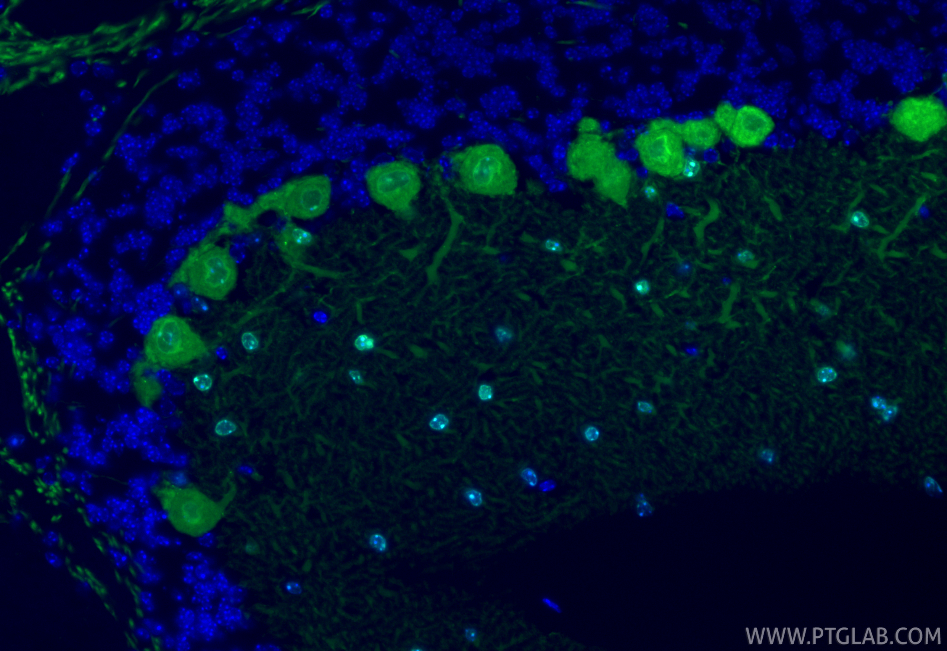 Immunofluorescent analysis of (4% PFA) fixed paraffin-embedded mouse cerebellum tissue using CoraLite® Plus 488 Parvalbumin antibody (CL488-85819-4, Clone: 250158B6 ) at dilution of 1:200. Heat mediated antigen retrieval with Tris-EDTA buffer (pH 9.0). IF Staining of mouse cerebellum using CL488-85819-4