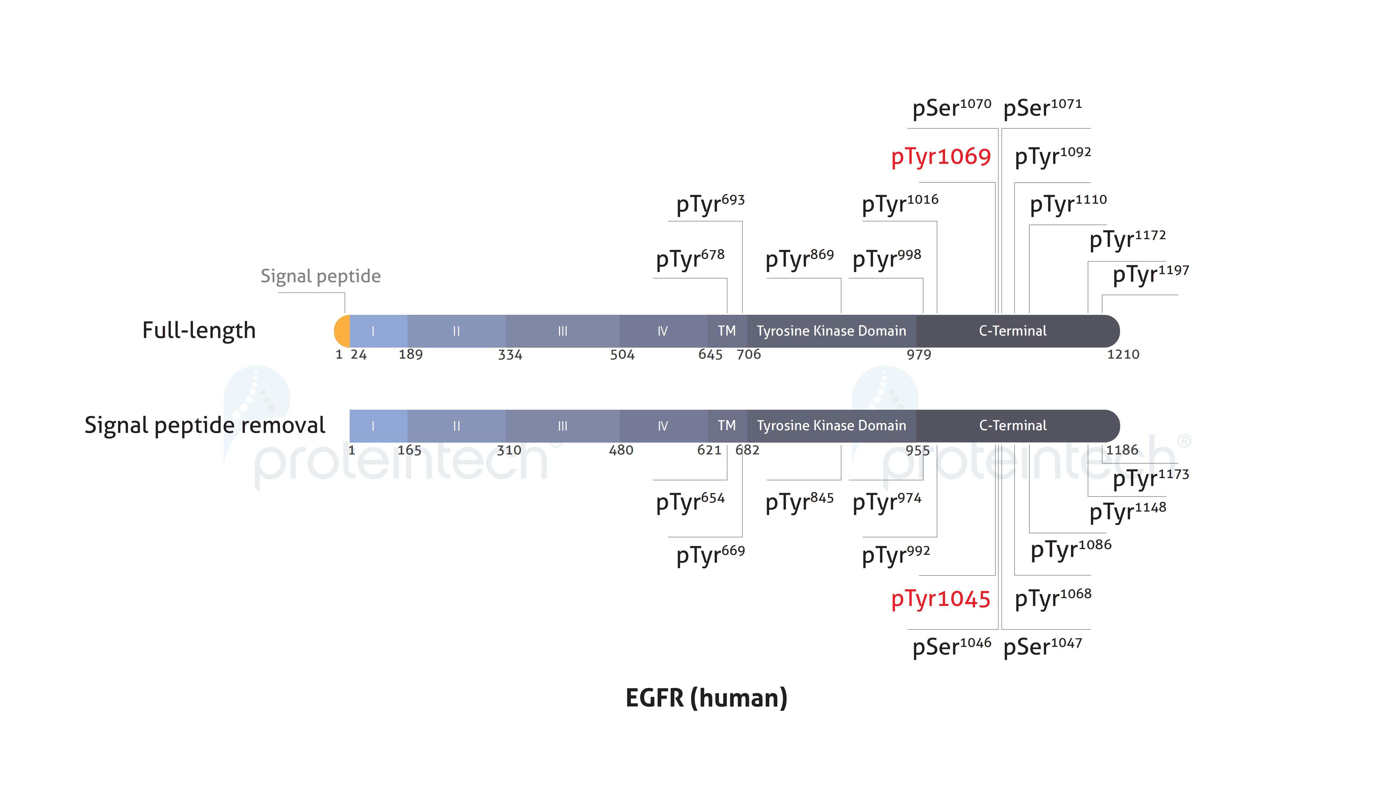 Schematic diagram of the phosphorylation sites of EGFR.