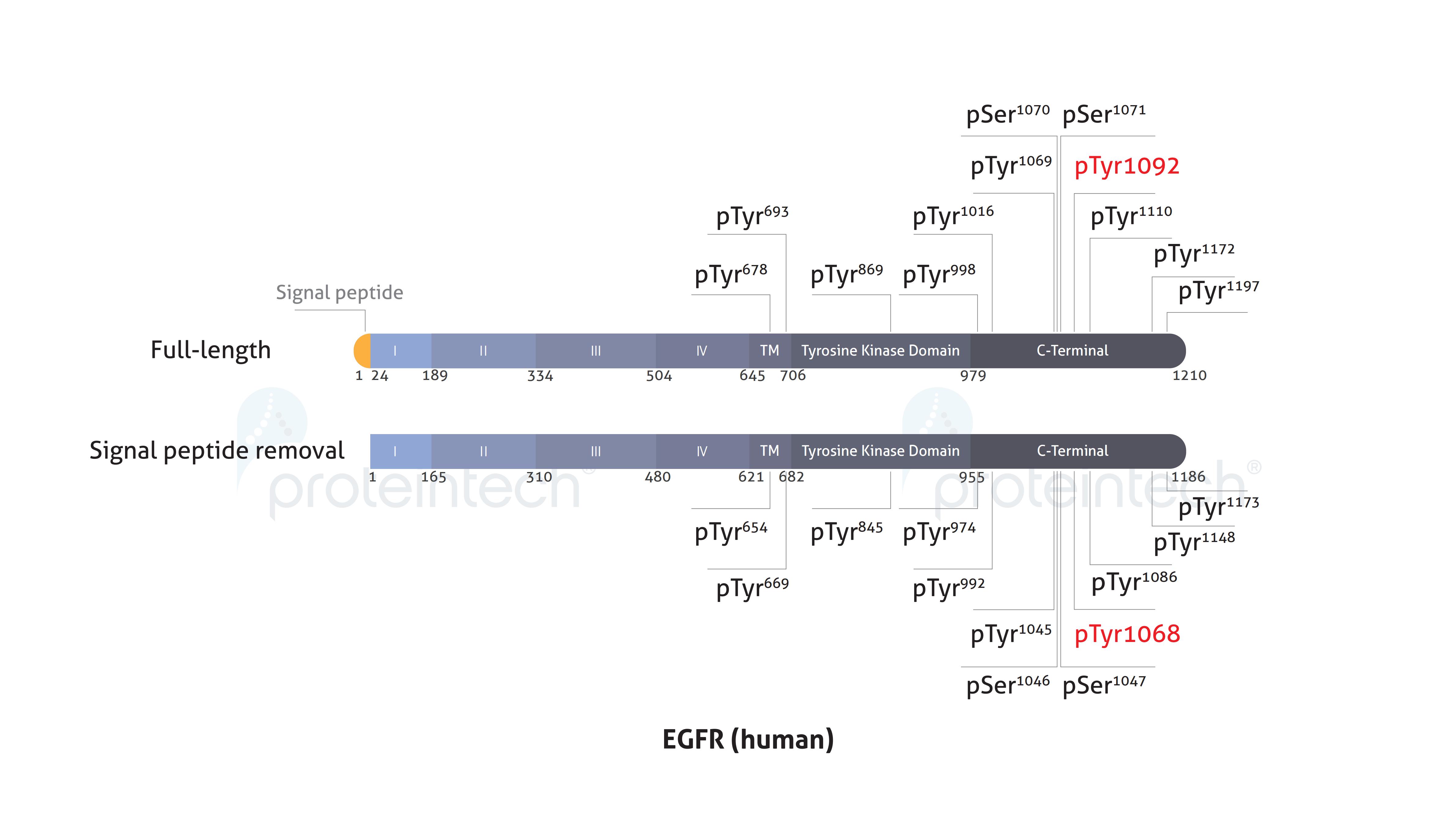 Schematic diagram of the phosphorylation sites of EGFR.