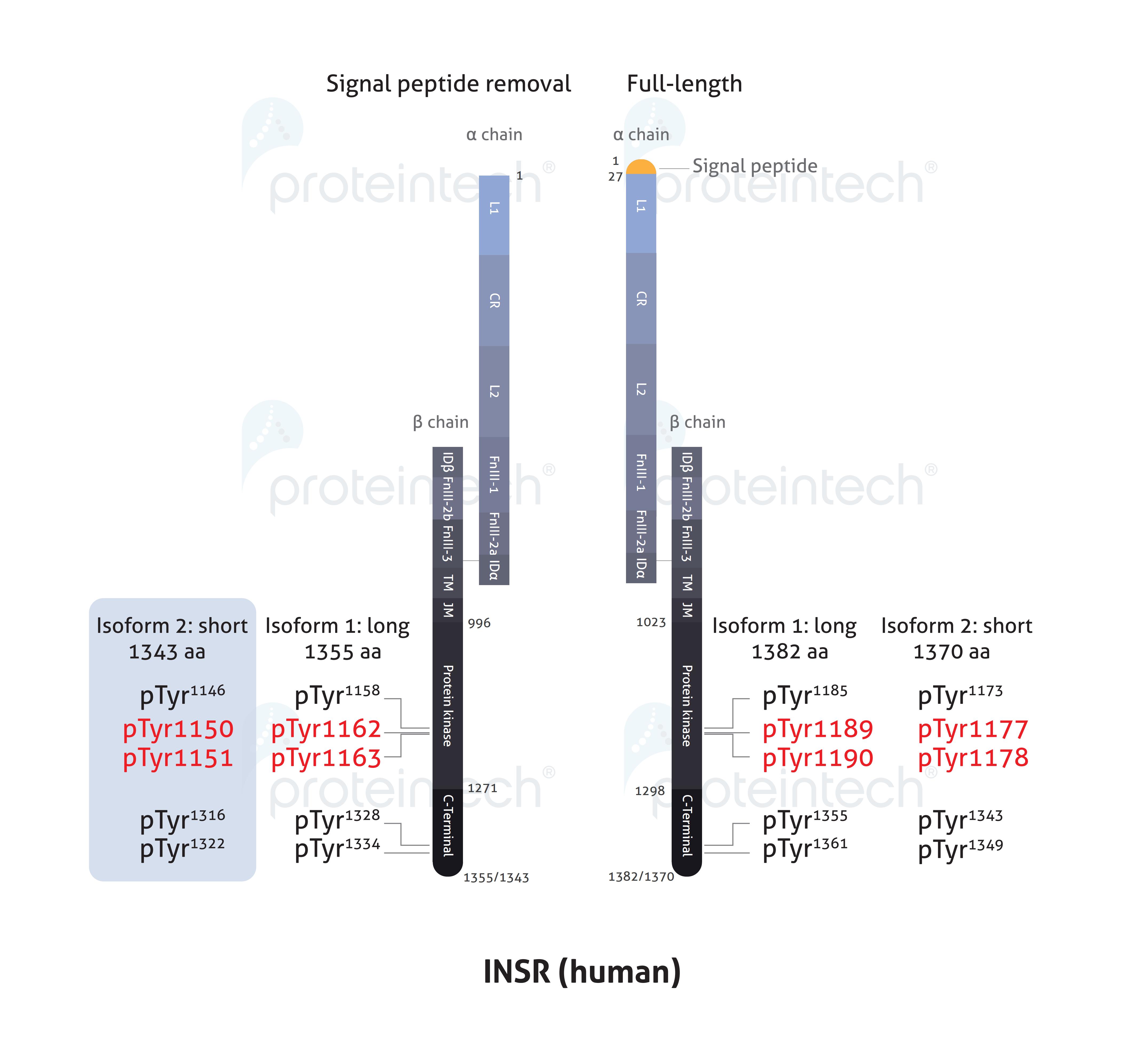Schematic diagram of the phosphorylation sites of INSR.
