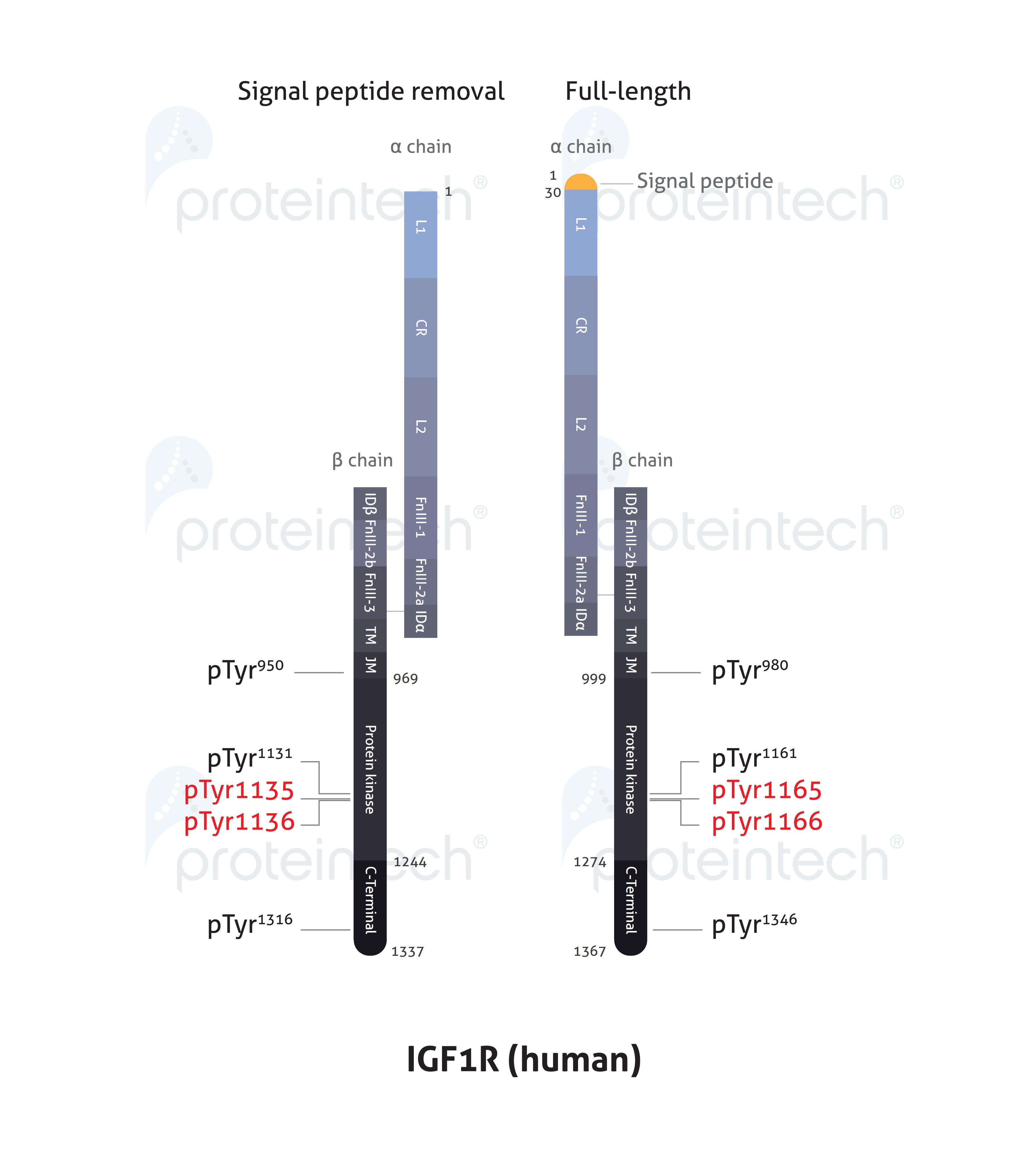 Schematic diagram of the phosphorylation sites of IGF1R.