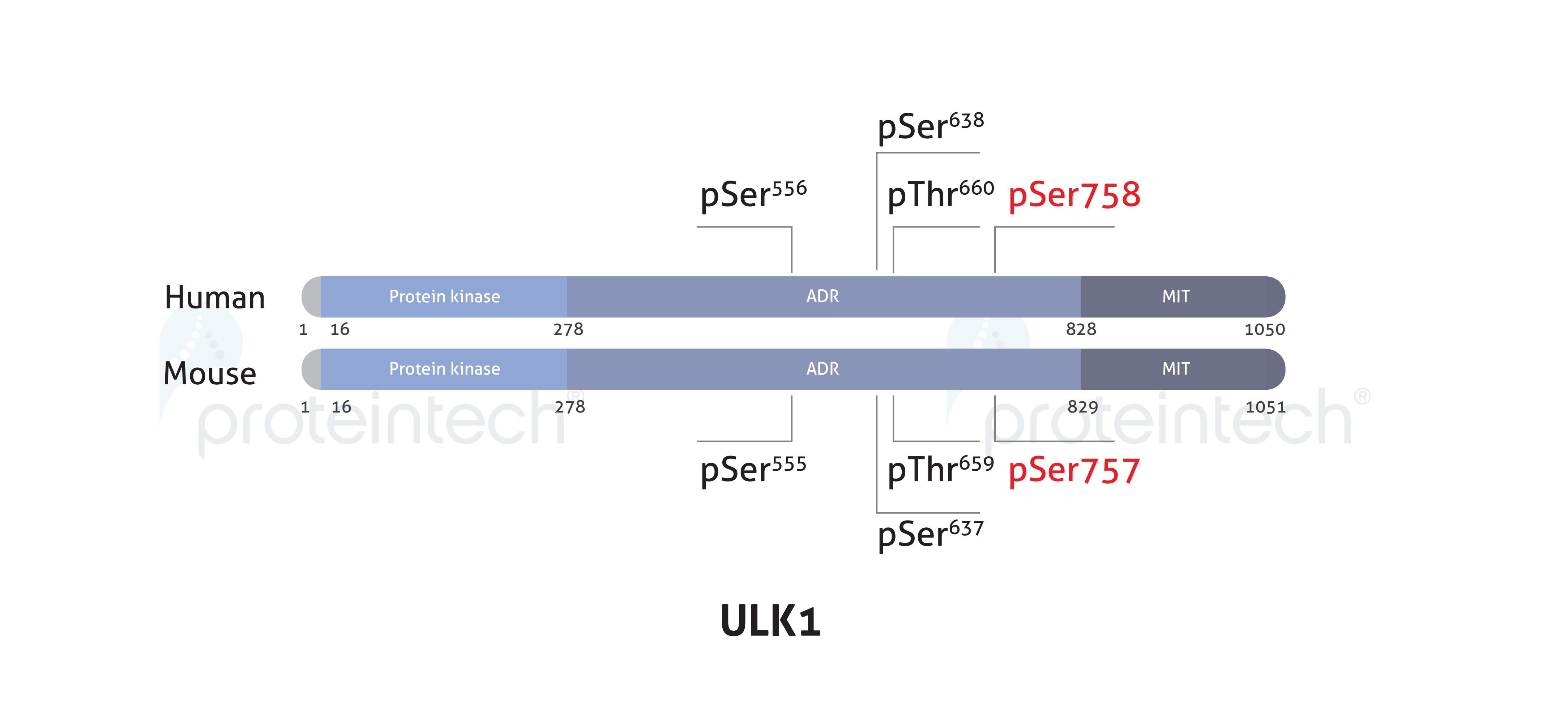 Schematic diagram of the phosphorylation sites of ULK1.