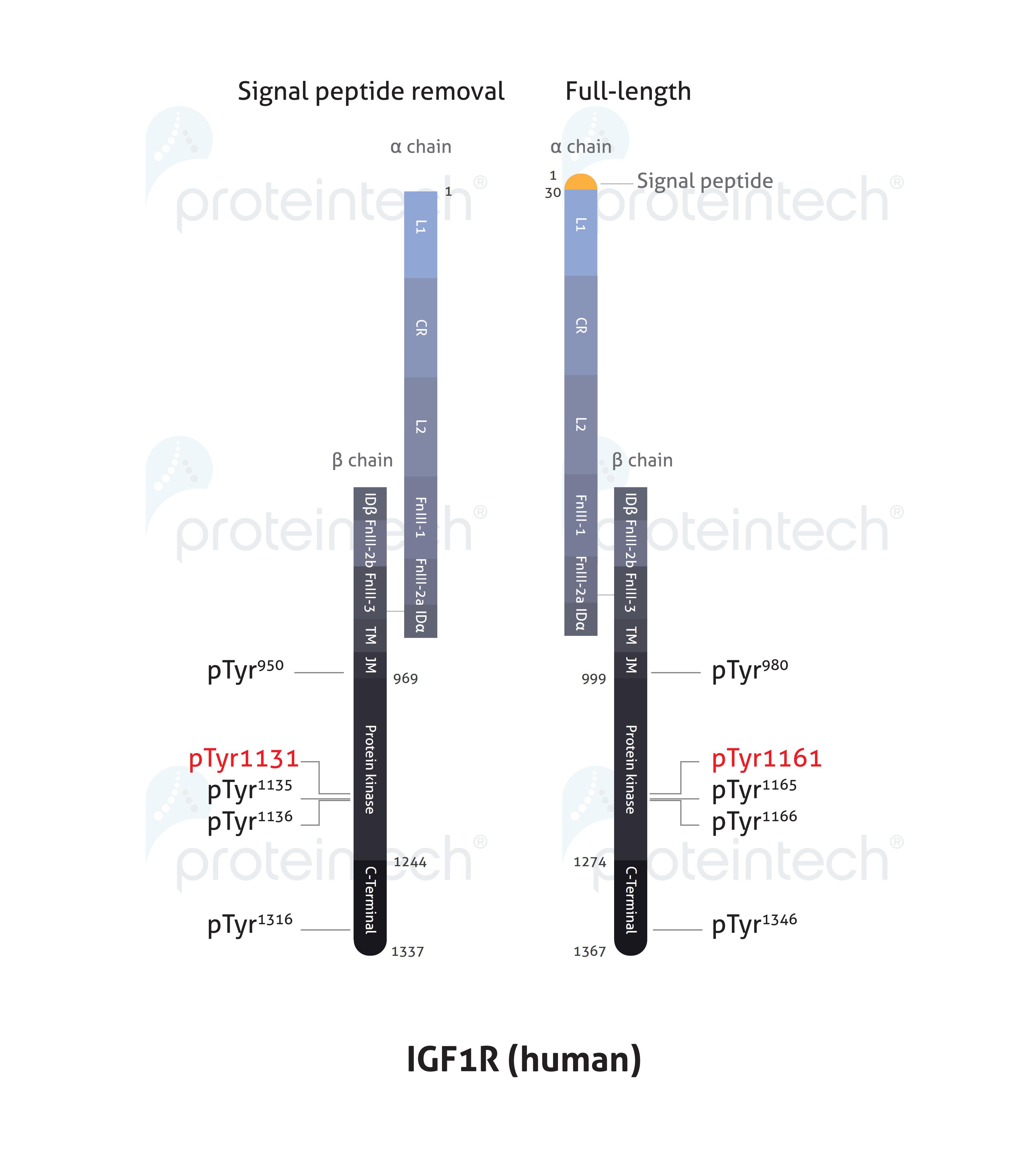 Schematic diagram of the phosphorylation sites of IGF1R.