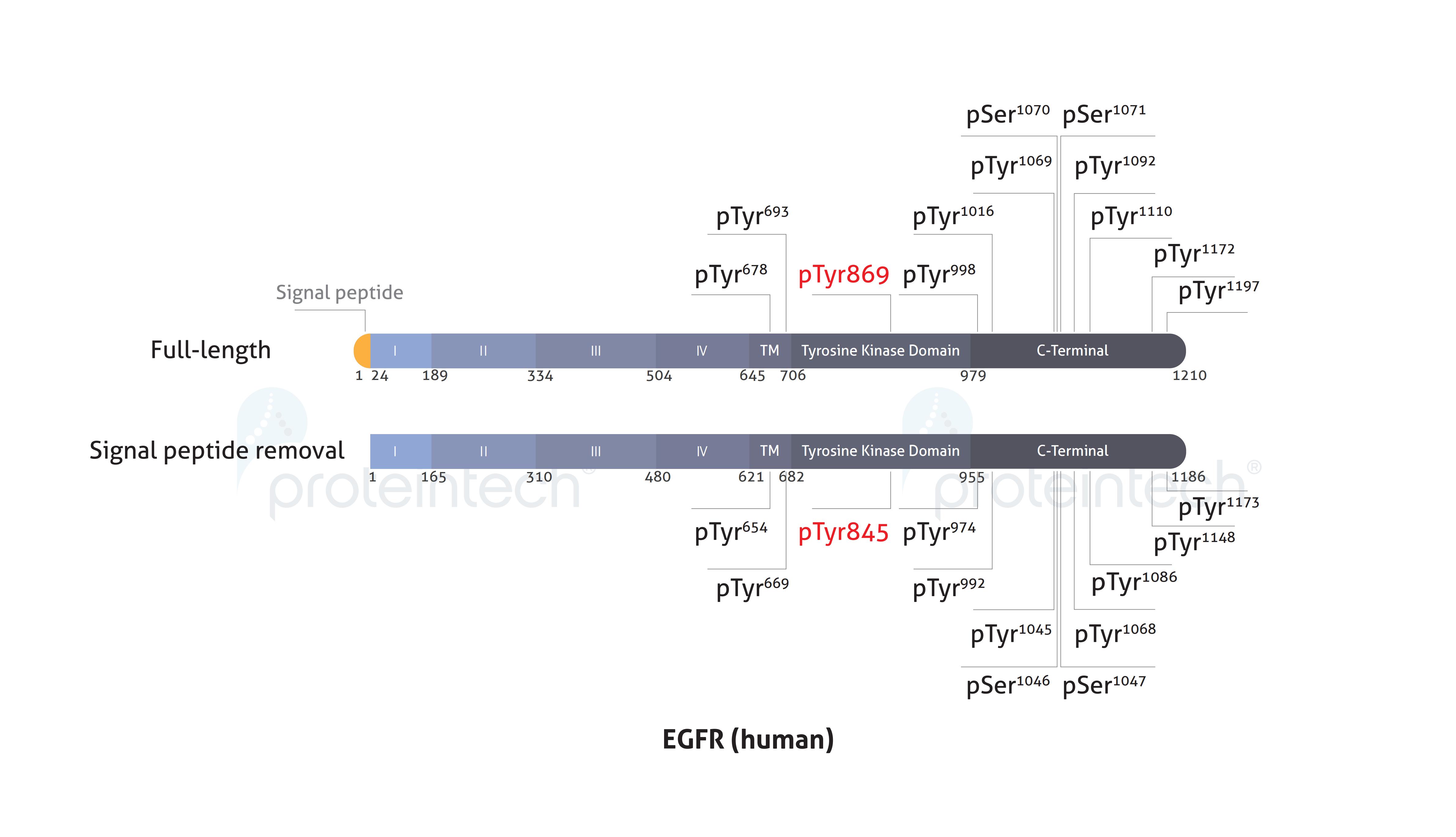 Schematic diagram of the phosphorylation sites of EGFR.