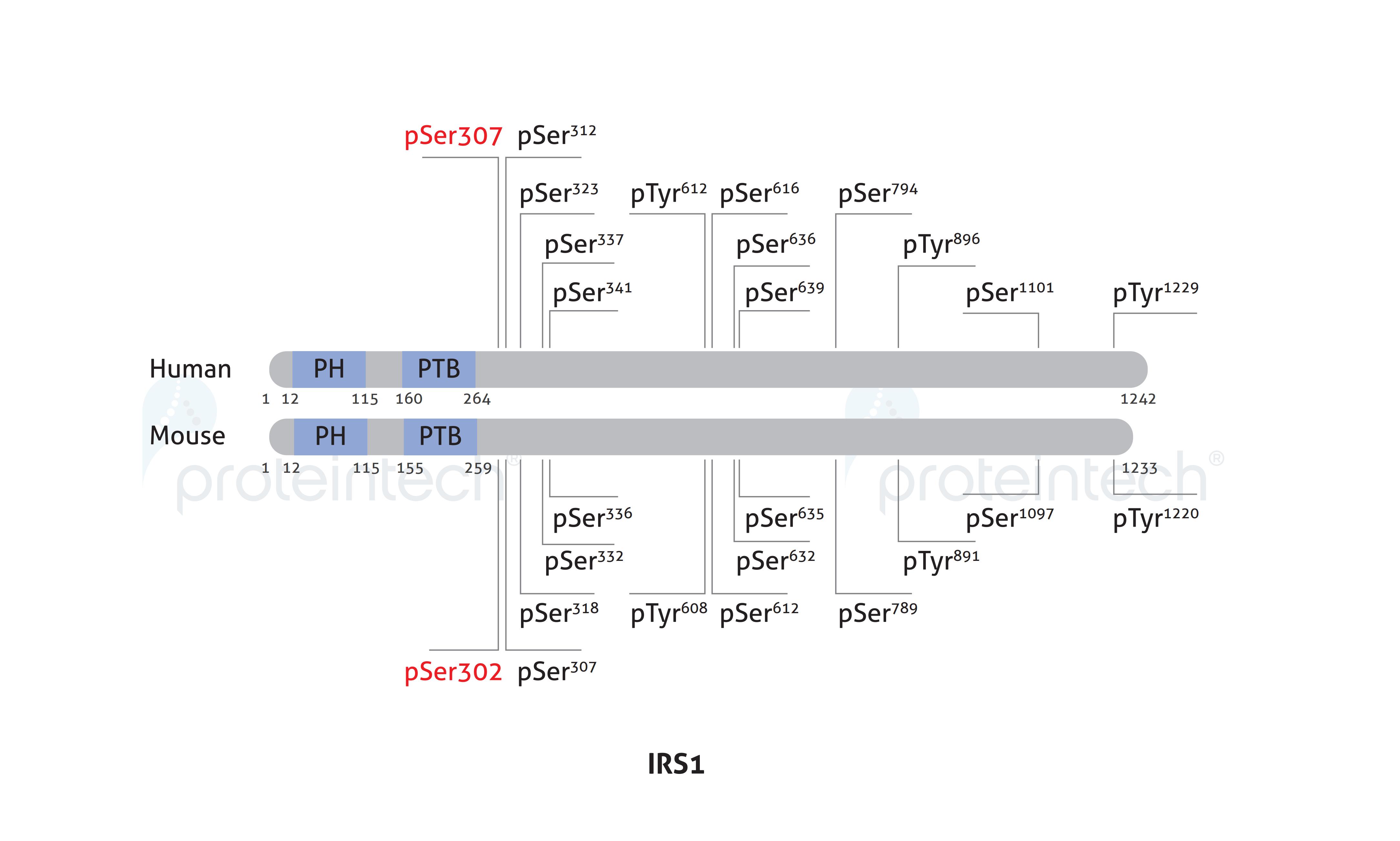 Schematic diagram of the phosphorylation sites of IRS1.