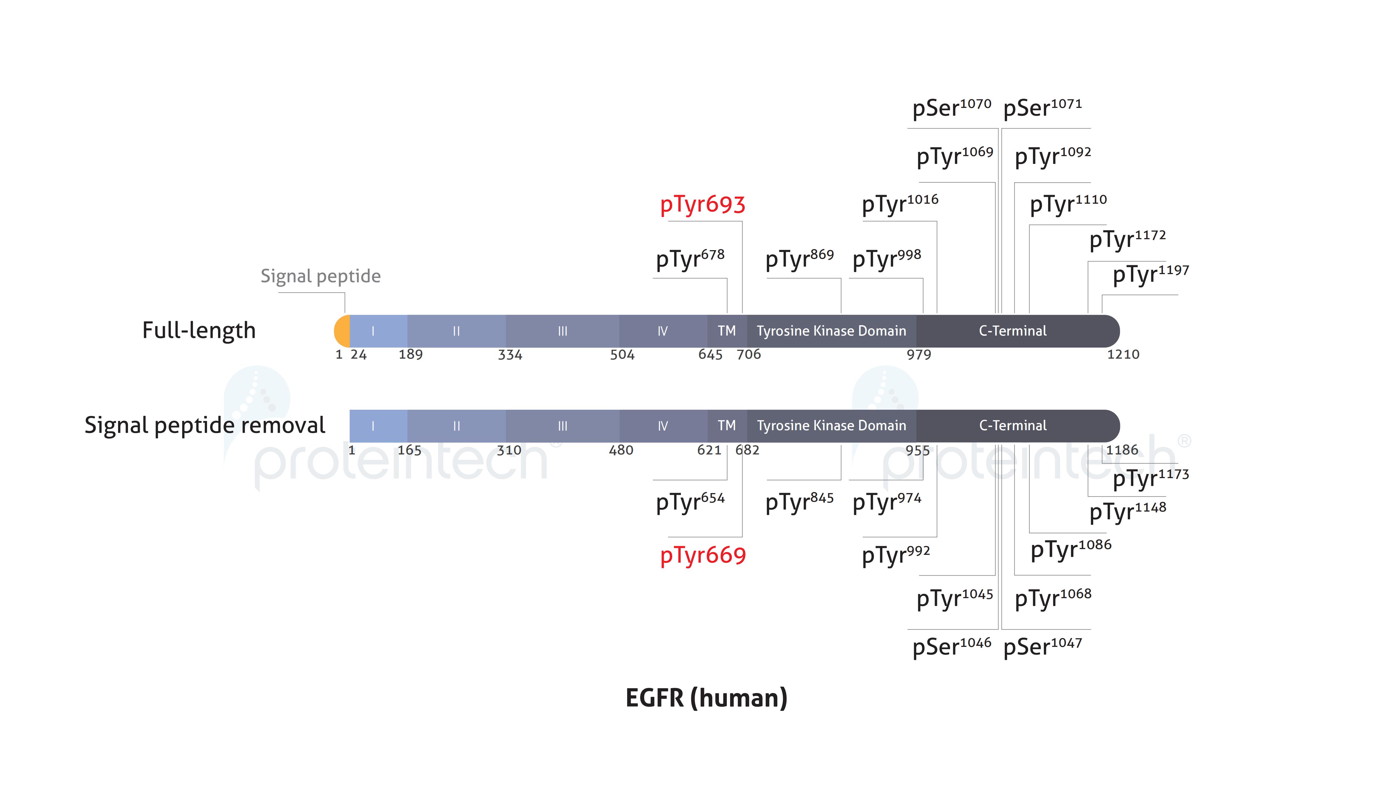 Schematic diagram of the phosphorylation sites of EGFR.