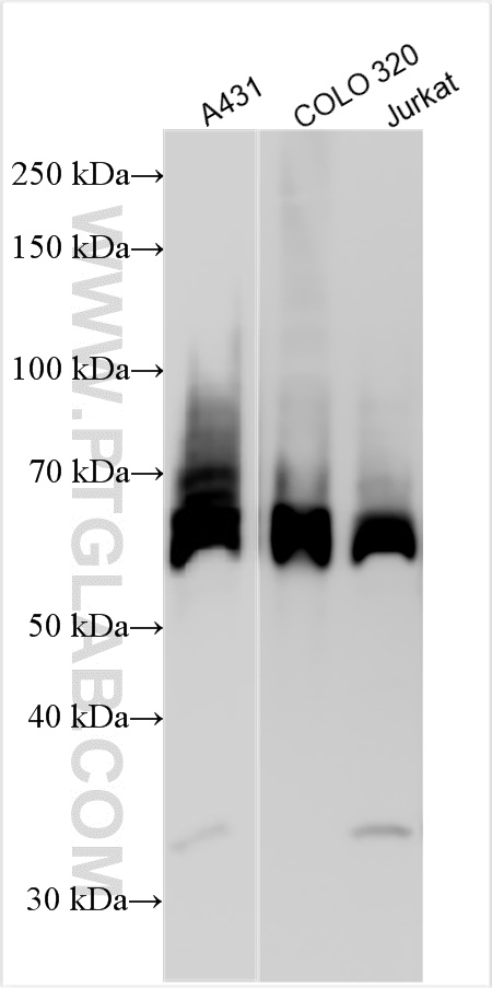 WB analysis using 10029-1-Ig