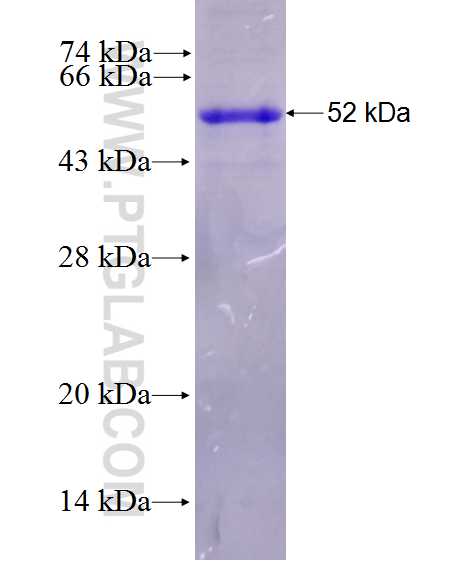 Pecam1 fusion protein Ag27828 SDS-PAGE