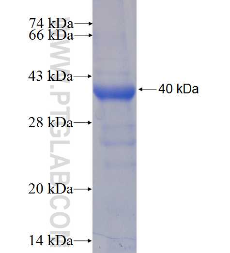 Perforin fusion protein Ag6060 SDS-PAGE