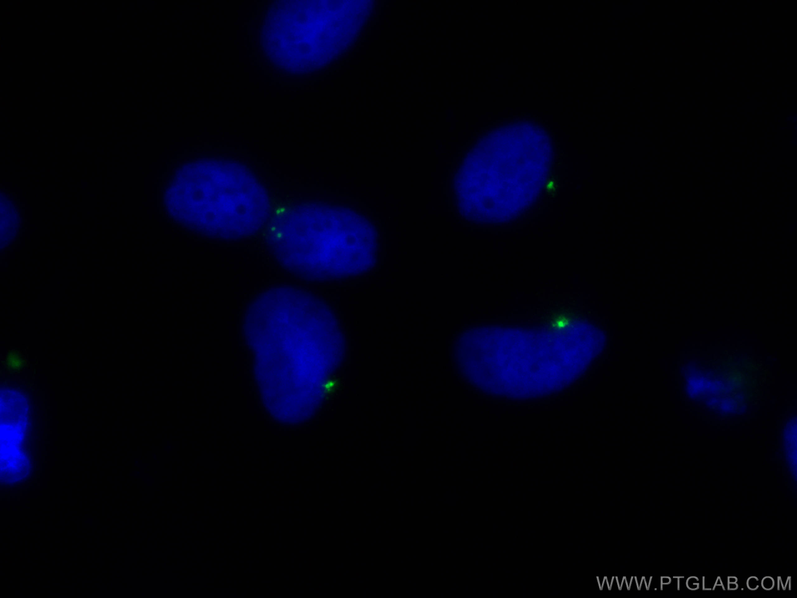 Pericentrin