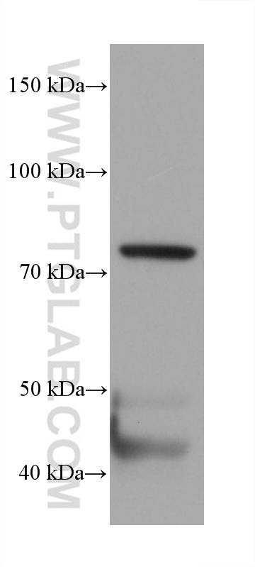 WB analysis of MCF-7 using 66491-1-Ig