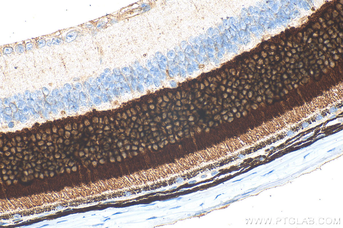 IHC staining of mouse eye using 33132-1-AP