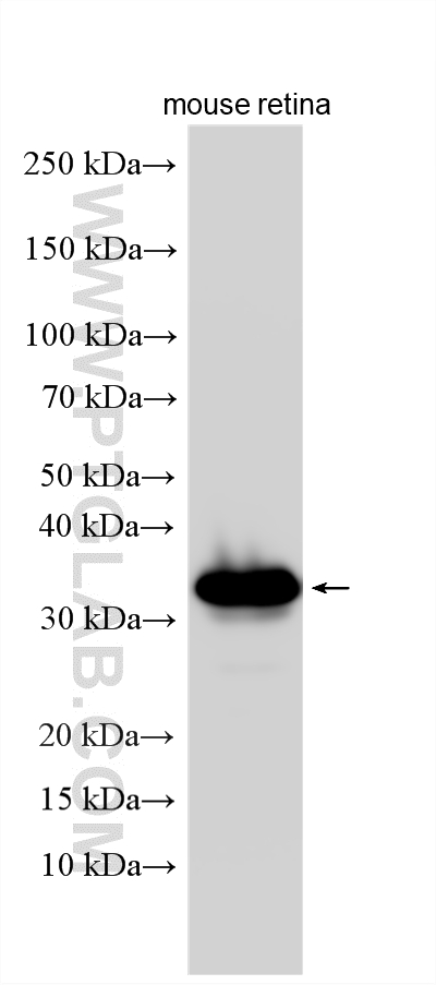 WB analysis using 33132-1-AP