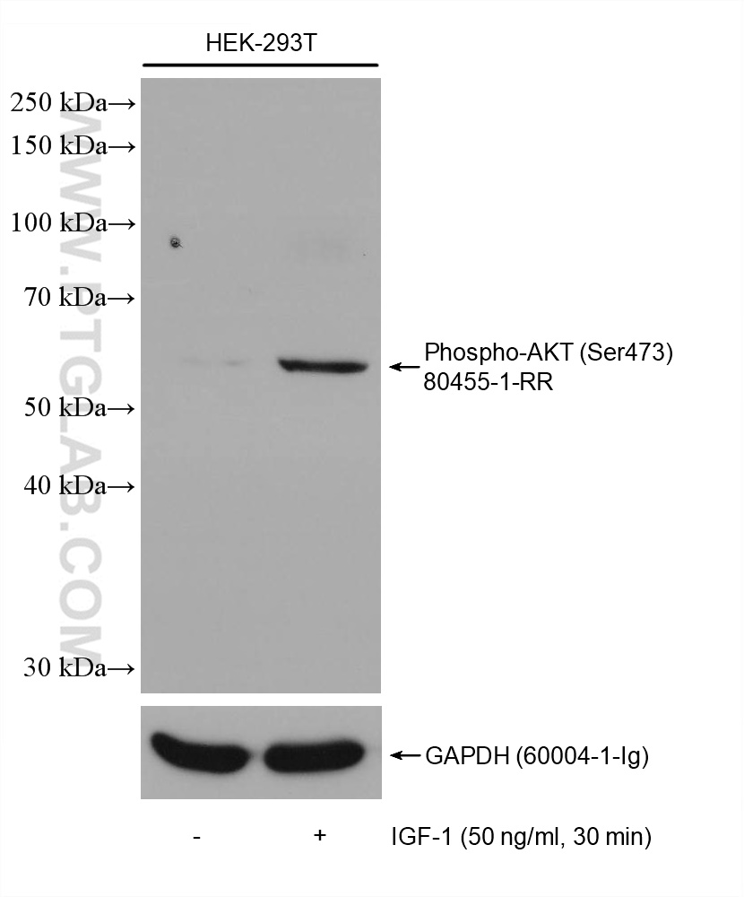 WB analysis of HEK-293T using 80455-1-RR (same clone as 80455-1-PBS)