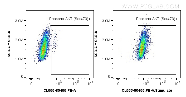 Phospho-AKT (Ser473)