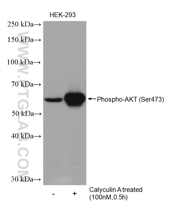 WB analysis of HEK-293 using HRP-66444