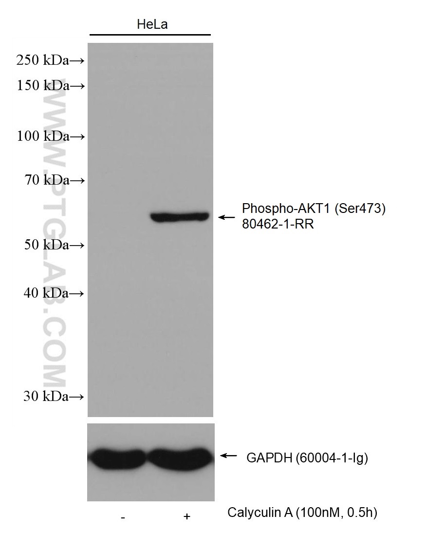 WB analysis using 80462-1-RR (same clone as 80462-1-PBS)