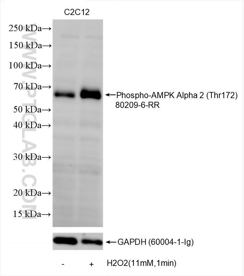 WB analysis using 80209-6-RR