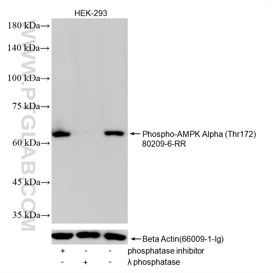 WB analysis using 80209-6-RR