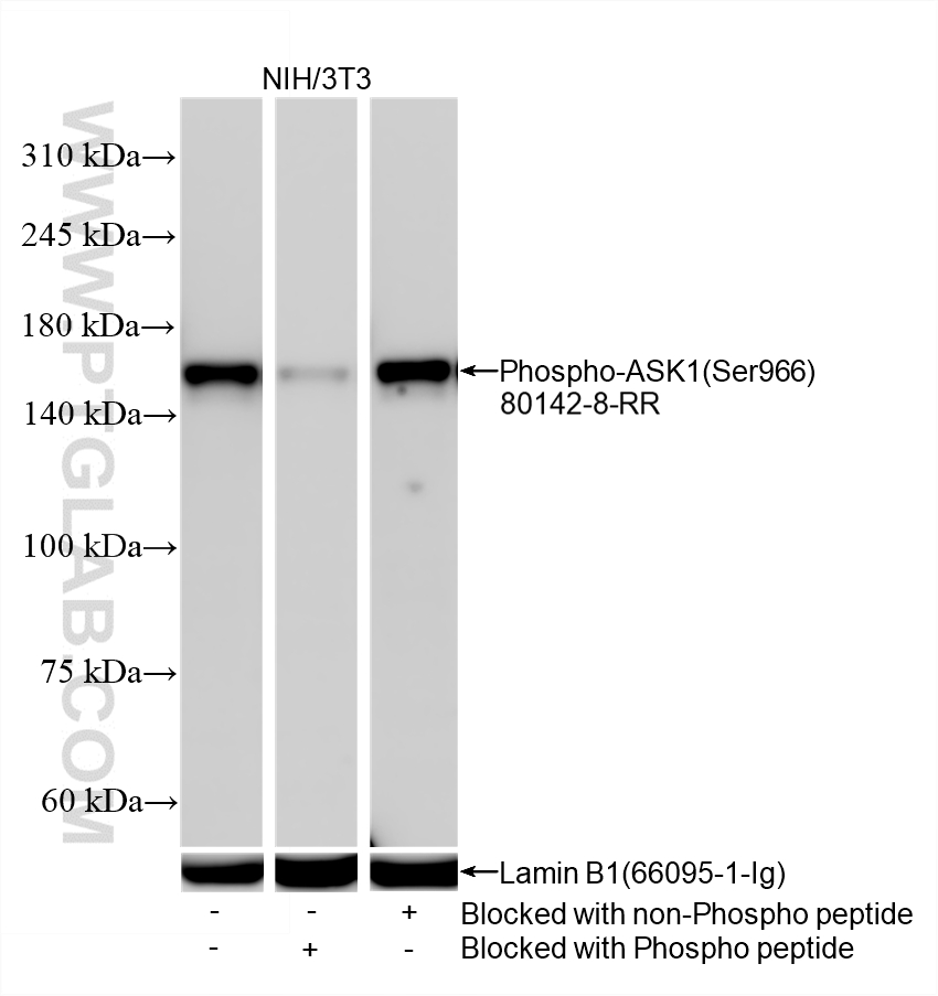 WB analysis using 80142-8-RR (same clone as 80142-8-PBS)