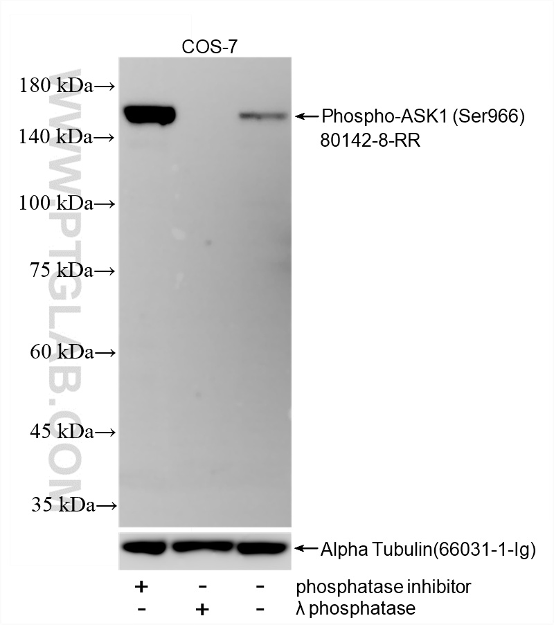 WB analysis of COS-7 using 80142-8-RR (same clone as 80142-8-PBS)