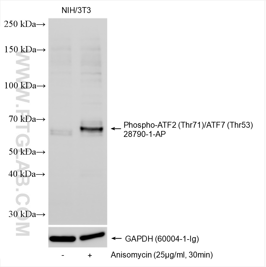 WB analysis using 28790-1-AP