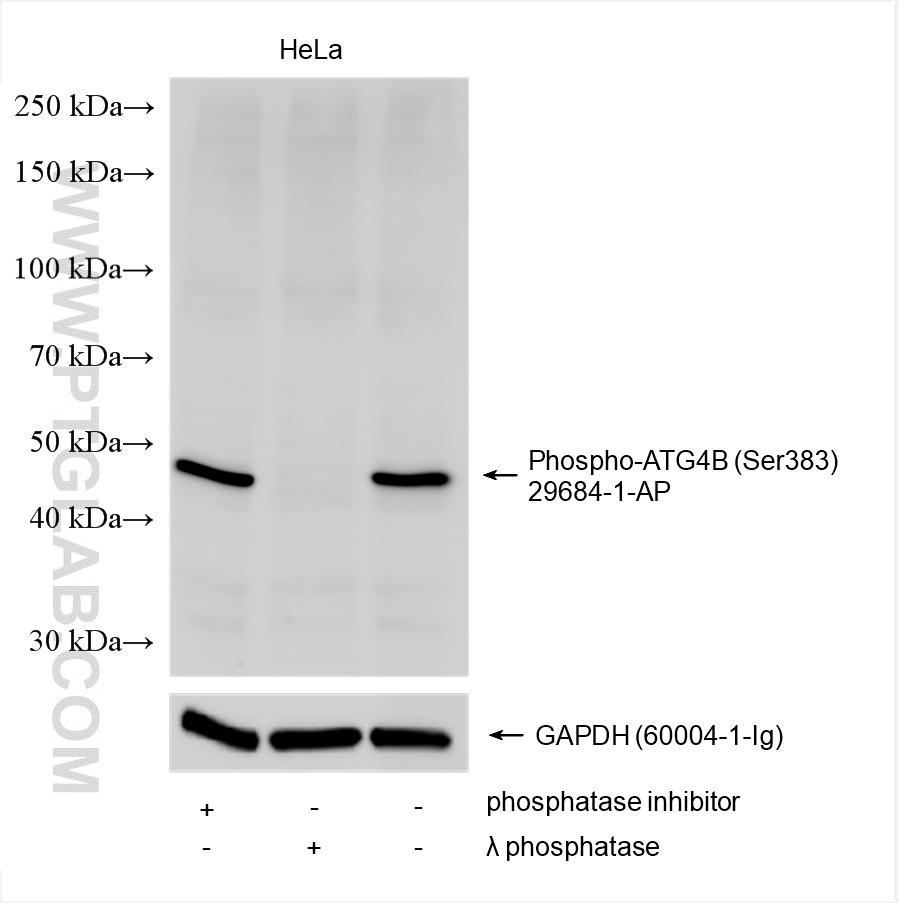 WB analysis using 29684-1-AP