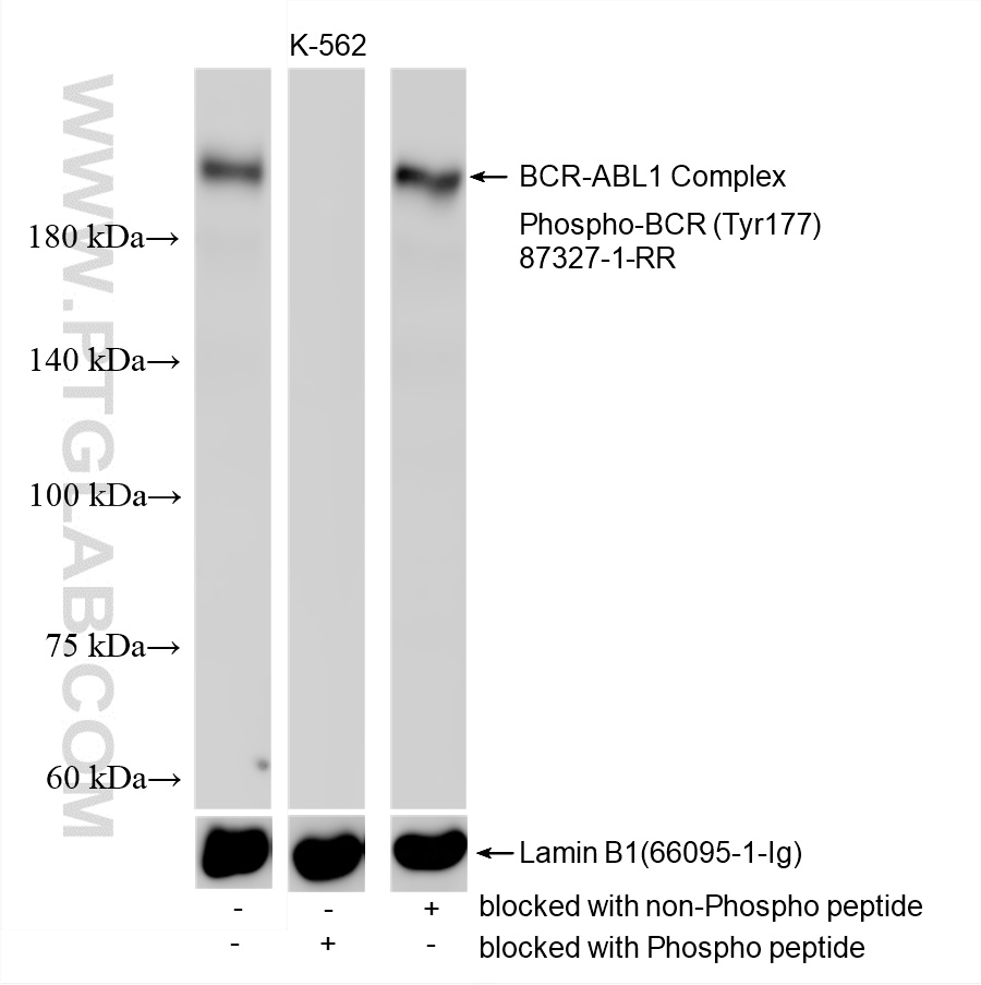 WB analysis using 87327-1-RR (same clone as 87327-1-PBS)