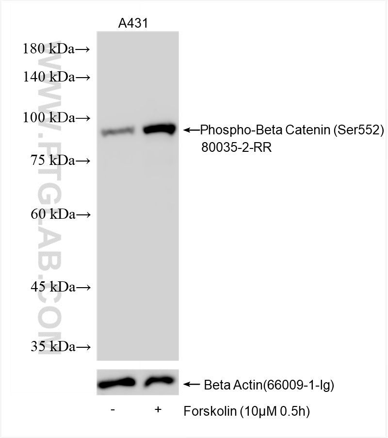 WB analysis using 80035-2-RR (same clone as 80035-2-PBS)