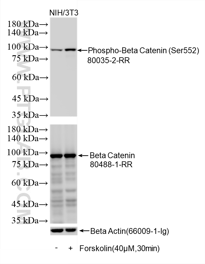 Non-treated NIH/3T3 cells and Forskolin treated NIH/3T3 cells were subjected to SDS PAGE followed by western blot with 80035-2-RR (Phospho-Beta Catenin (Ser552) antibody) at dilution of 1:5000 incubated at room temperature for 1.5 hours. The membrane was stripped and re-blotted with Beta Catenin (<a class='green' href='/productredirect?CatalogNo=80488-1-RR' target='_blank'>80488-1-RR</a>) antibody as a loading control. WB analysis using 80035-2-RR