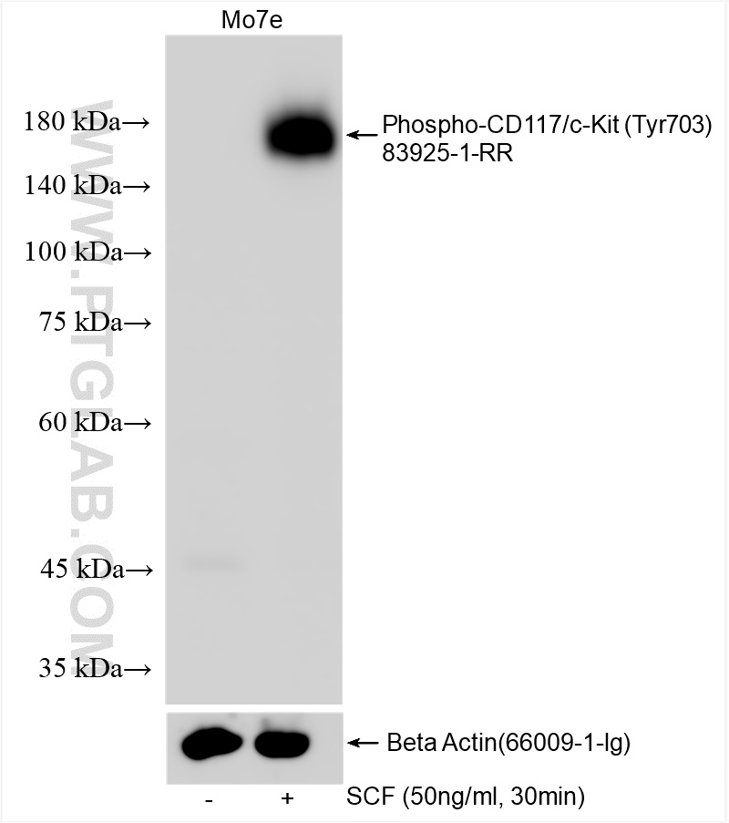 WB analysis using 83925-1-RR