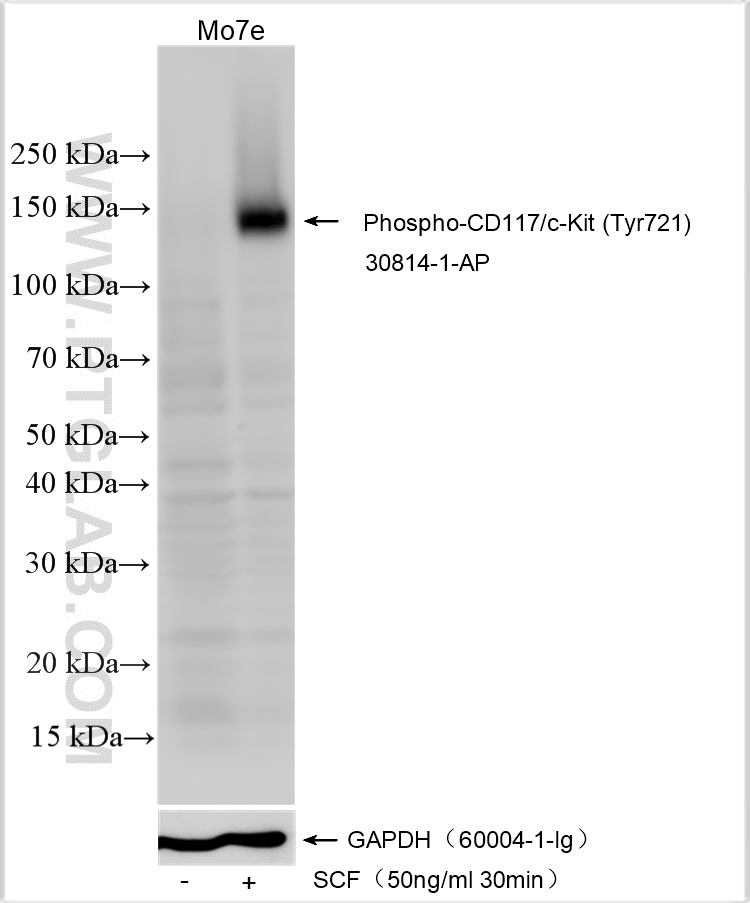 WB analysis using 30814-1-AP