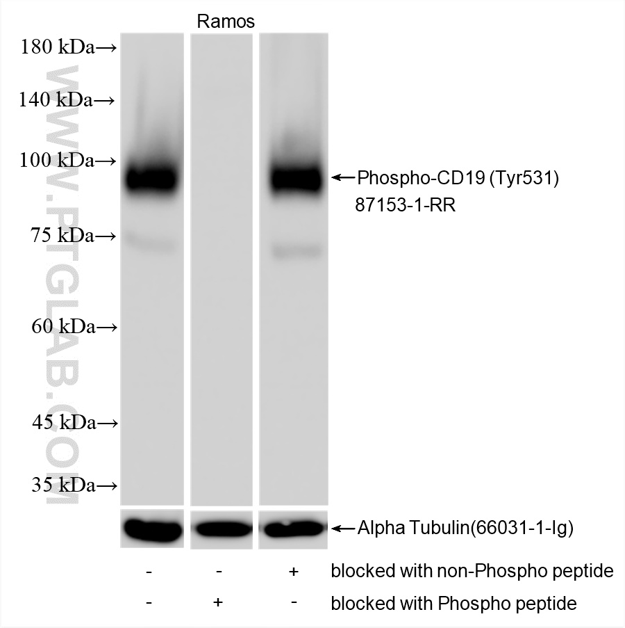 WB analysis using 87153-1-RR