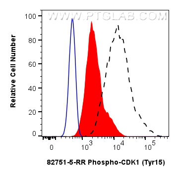 1X10^6 HeLa cells untreated (dashed lines) or treated with λ phosphatase which intracellularly stained with 0.13 ug Phospho-CDK1 (Tyr15) Recombinant monoclonal antibody (82751-5-RR, Clone:251130A5) and CoraLite647-conjugated F(ab')2 Fragment Donkey Anti-Rabbit IgG (H+L) (<a class='green' href='/productredirect?CatalogNo=SA00014-7' target='_blank'>SA00014-7</a>)(red), or 0.13 ug Rabbit IgG Isotype Control RecAb (<a class='green' href='/productredirect?CatalogNo=98136-1-RR' target='_blank'>98136-1-RR</a>, Clone: 240953C9) (blue). Cells were fixed and permeabilized with Flow Cytometry Phosphorylated Protein Fixation/Permeabilization Kit (<a class='green' href='/productredirect?CatalogNo=PF00026' target='_blank'>PF00026</a>). FC experiment of HeLa using 82751-5-RR