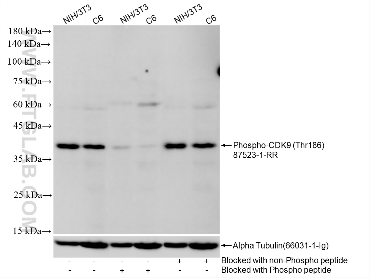 WB analysis using 87523-1-RR (same clone as 87523-1-PBS)