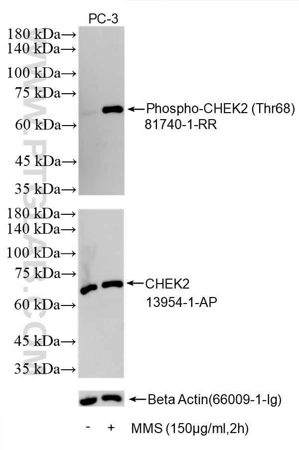 WB analysis using 81740-1-RR WB analysis using 81740-1-RR