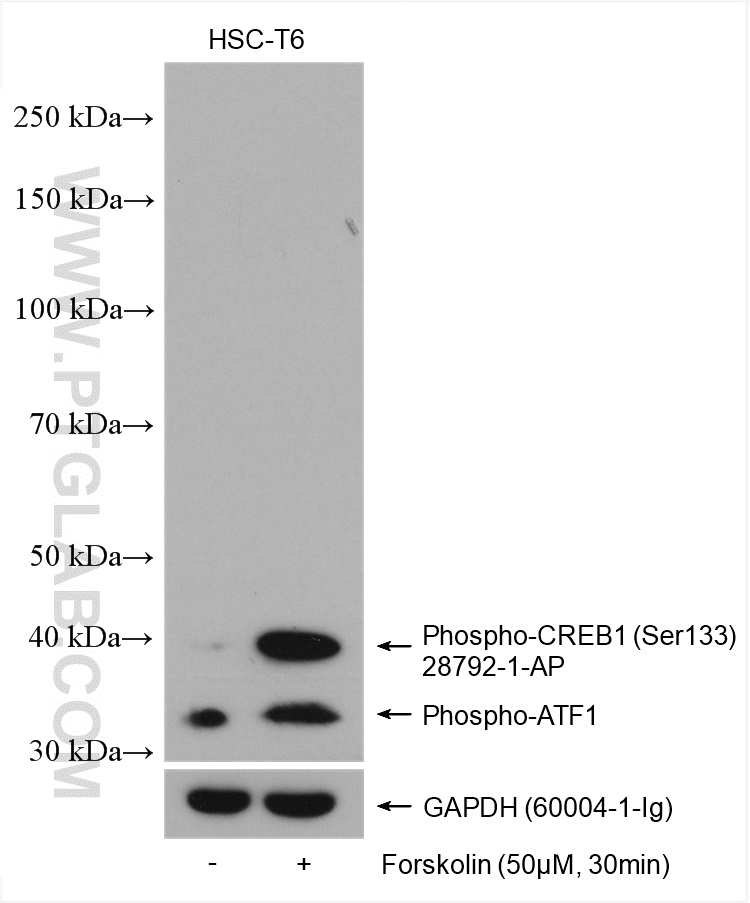 WB analysis using 28792-1-AP