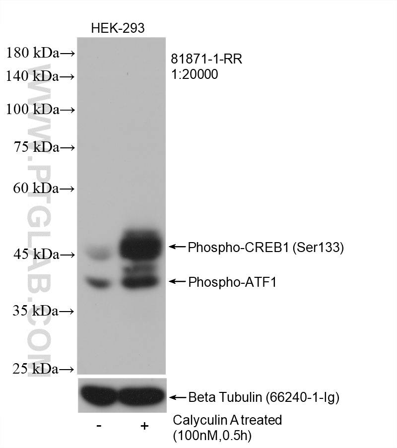 WB analysis of HEK-293 using 81871-1-RR