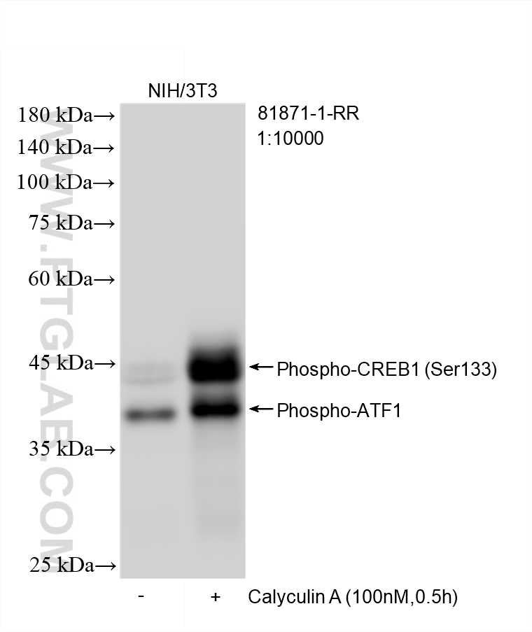 WB analysis of NIH/3T3 using 81871-1-RR